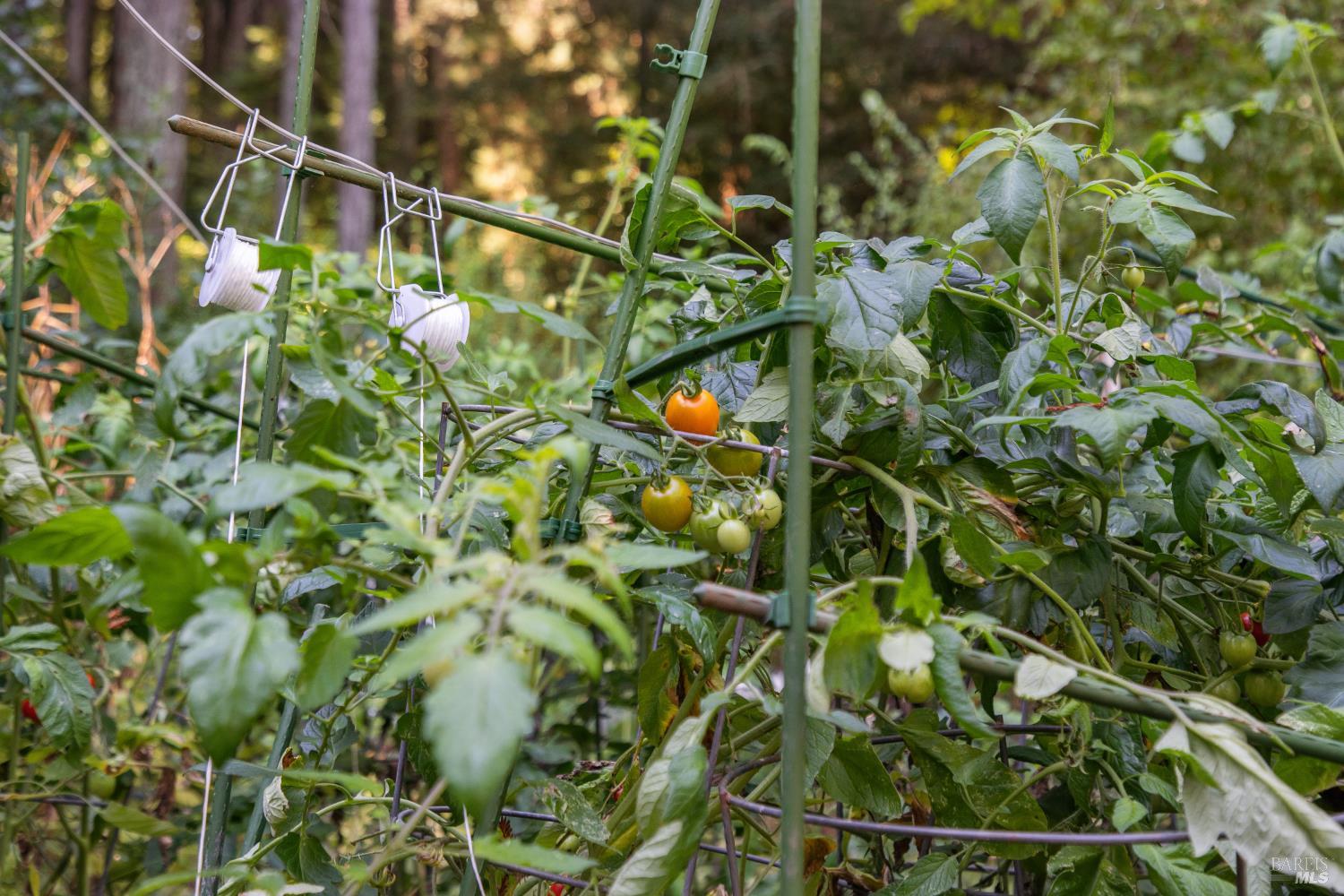 Detail Gallery Image 29 of 39 For 1 Tamarack Rd #B,  San Geronimo,  CA 94963 - 3 Beds | 2 Baths