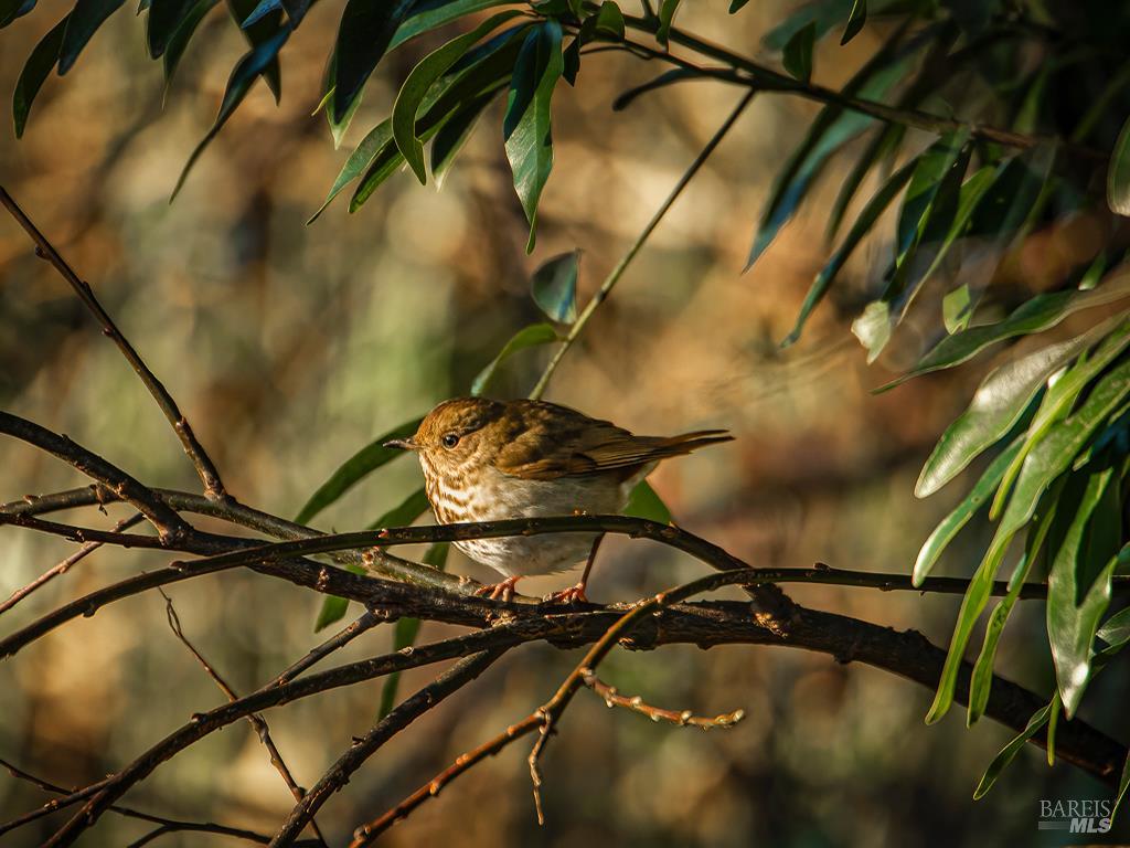 Detail Gallery Image 29 of 34 For 1101 River Beach Rd, The Sea Ranch,  CA 95497 - 2 Beds | 2 Baths