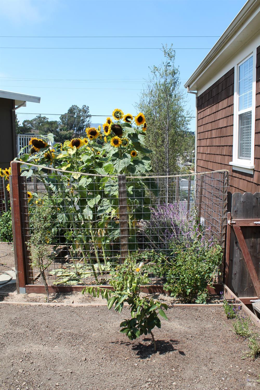 Detail Gallery Image 10 of 25 For 689 Butte St, Sausalito,  CA 94965 - 2 Beds | 1 Baths