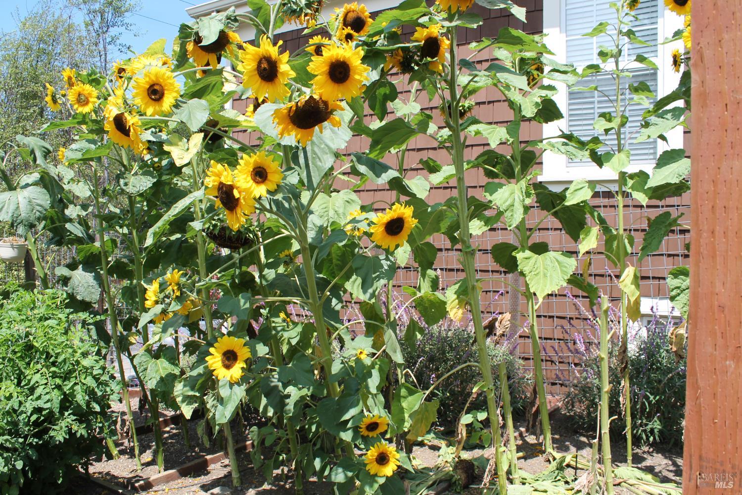 Detail Gallery Image 13 of 25 For 689 Butte St, Sausalito,  CA 94965 - 2 Beds | 1 Baths