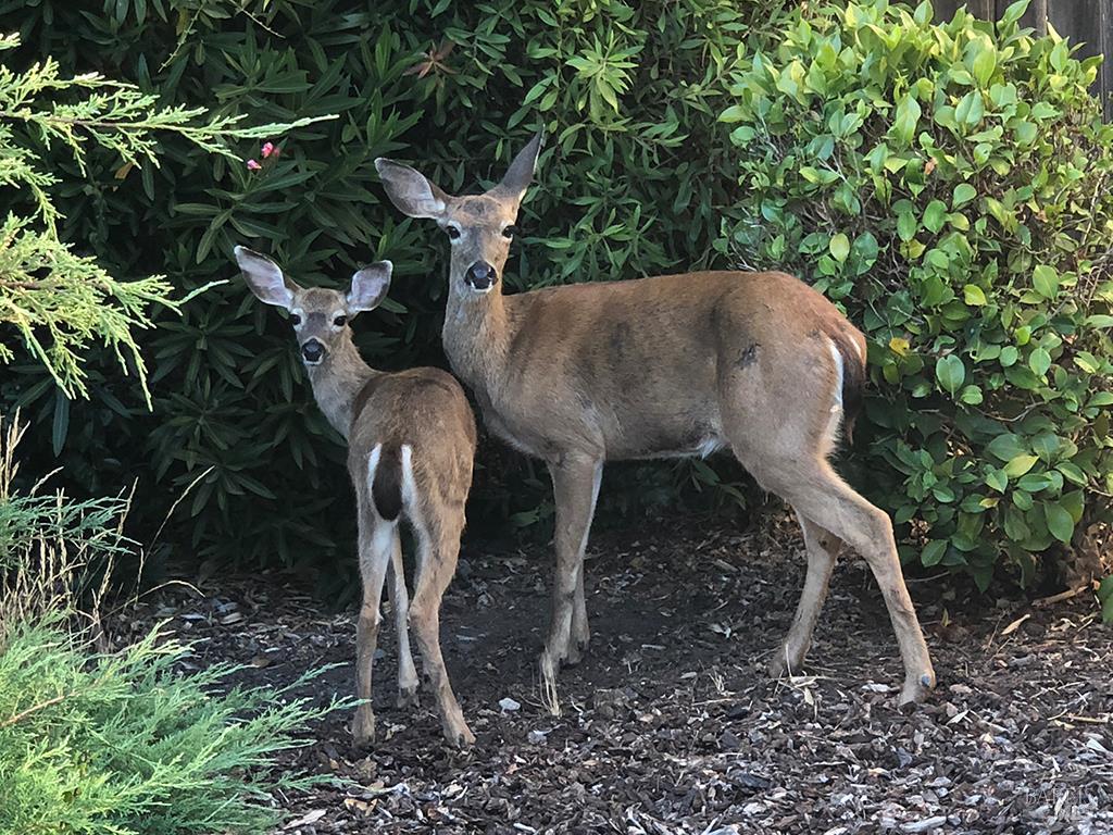 Detail Gallery Image 28 of 34 For 1101 River Beach Rd, The Sea Ranch,  CA 95497 - 2 Beds | 2 Baths