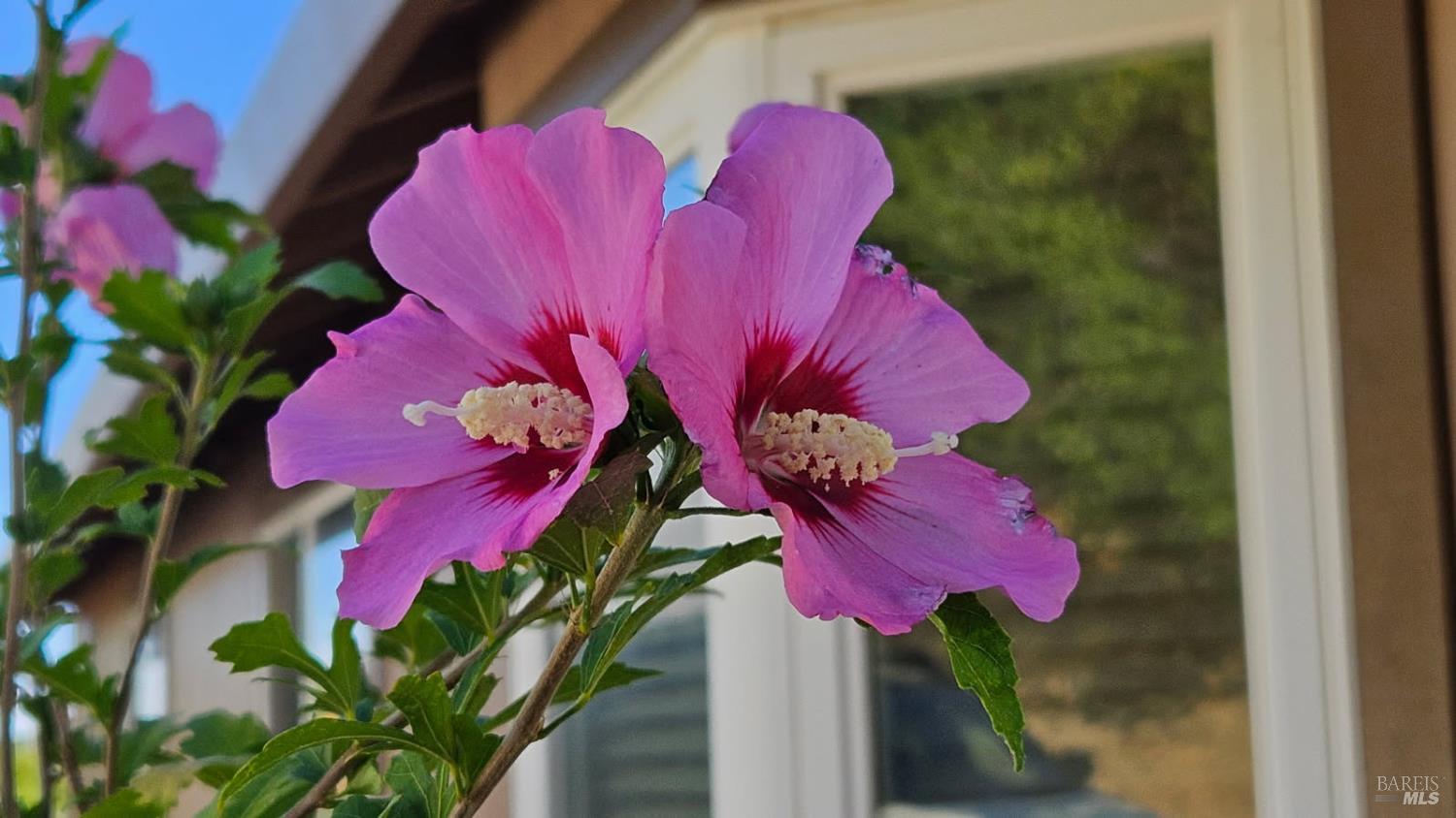 Detail Gallery Image 59 of 66 For 6 Blackwood Ct, Napa,  CA 94558 - 3 Beds | 2 Baths