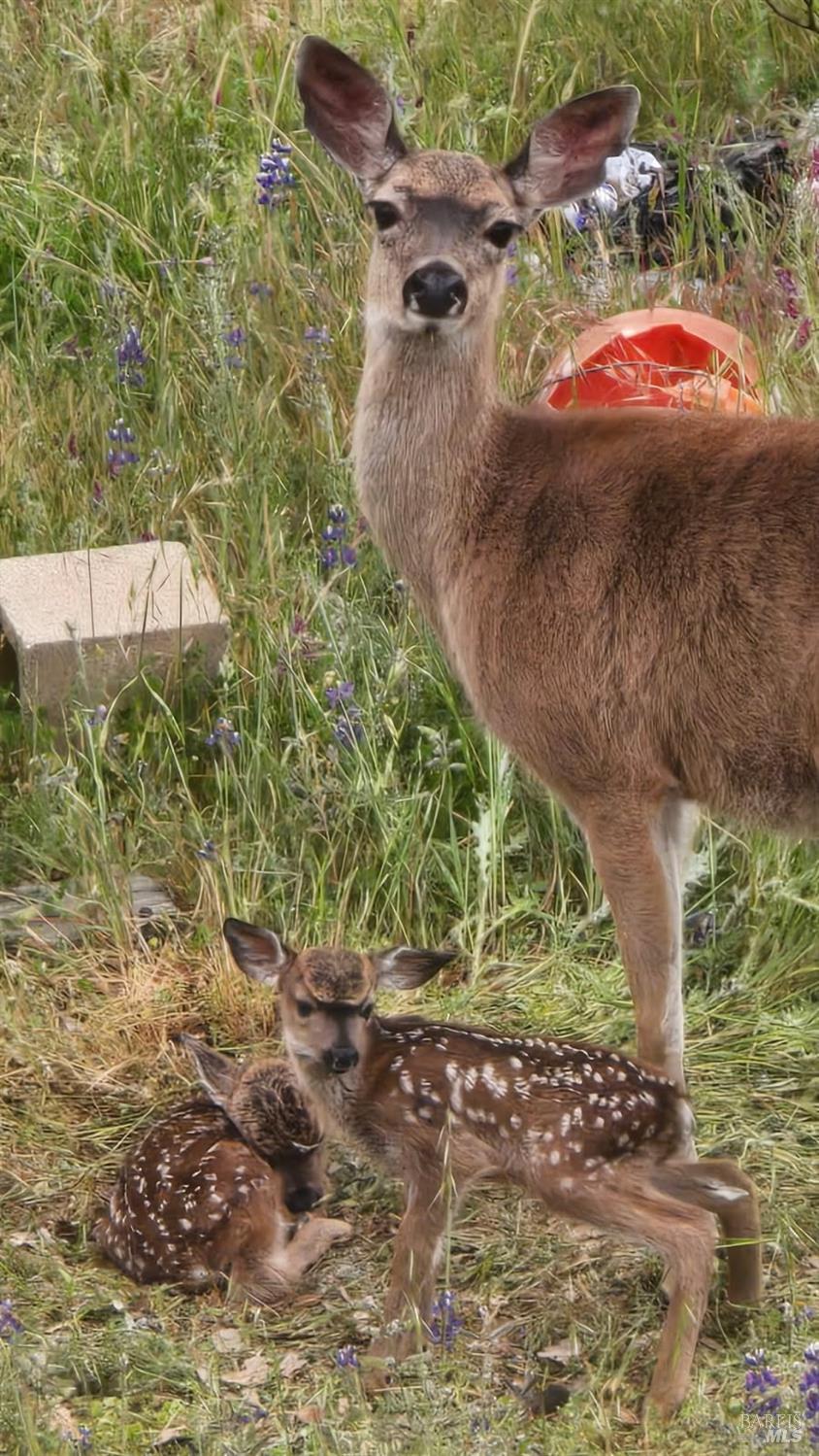 Detail Gallery Image 66 of 66 For 6 Blackwood Ct, Napa,  CA 94558 - 3 Beds | 2 Baths