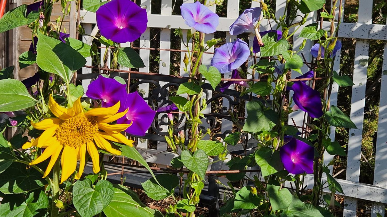 Detail Gallery Image 60 of 66 For 6 Blackwood Ct, Napa,  CA 94558 - 3 Beds | 2 Baths