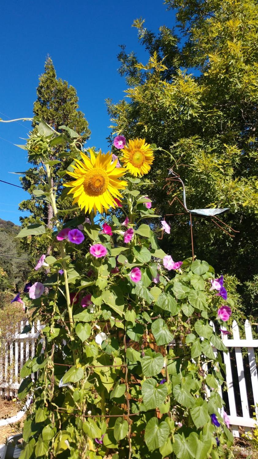 Detail Gallery Image 63 of 66 For 6 Blackwood Ct, Napa,  CA 94558 - 3 Beds | 2 Baths