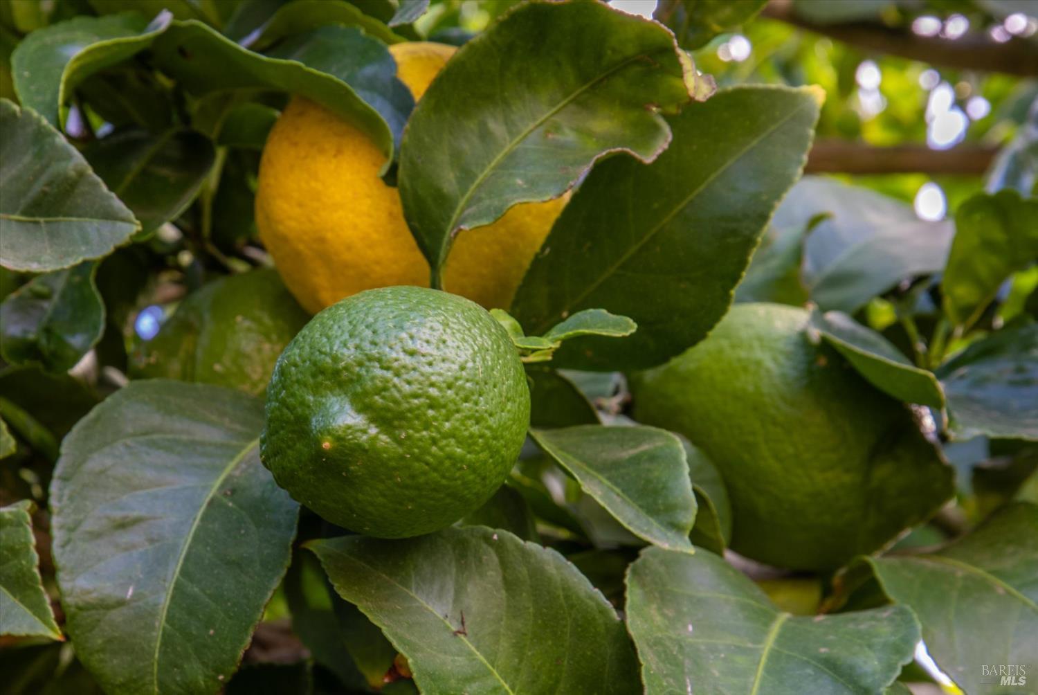 Detail Gallery Image 39 of 55 For 1651 Little Rock Cir, Suisun City,  CA 94585 - 3 Beds | 2 Baths