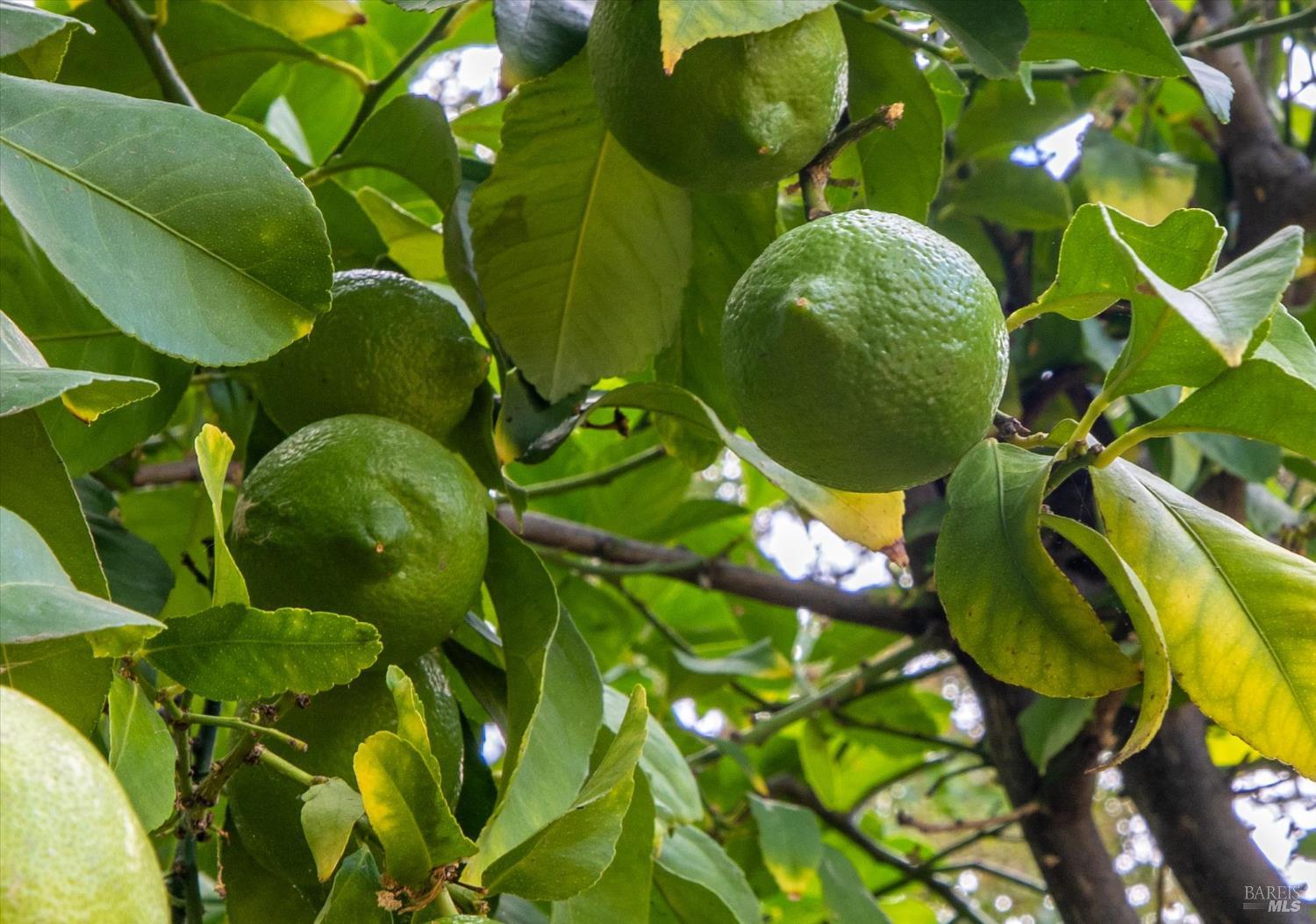 Detail Gallery Image 53 of 72 For 918 Moonstone Ct, Vacaville,  CA 95687 - 4 Beds | 3 Baths