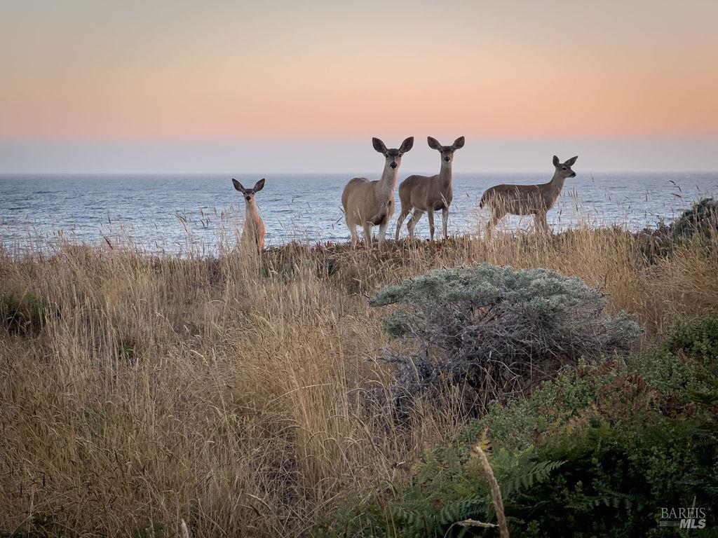 Detail Gallery Image 49 of 60 For 39271 Pacific Reach Rd, The Sea Ranch,  CA 95497 - 2 Beds | 2 Baths