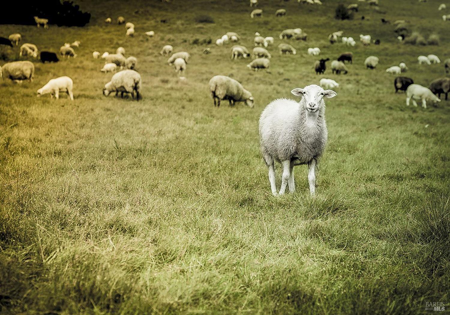 Detail Gallery Image 56 of 60 For 39271 Pacific Reach Rd, The Sea Ranch,  CA 95497 - 2 Beds | 2 Baths