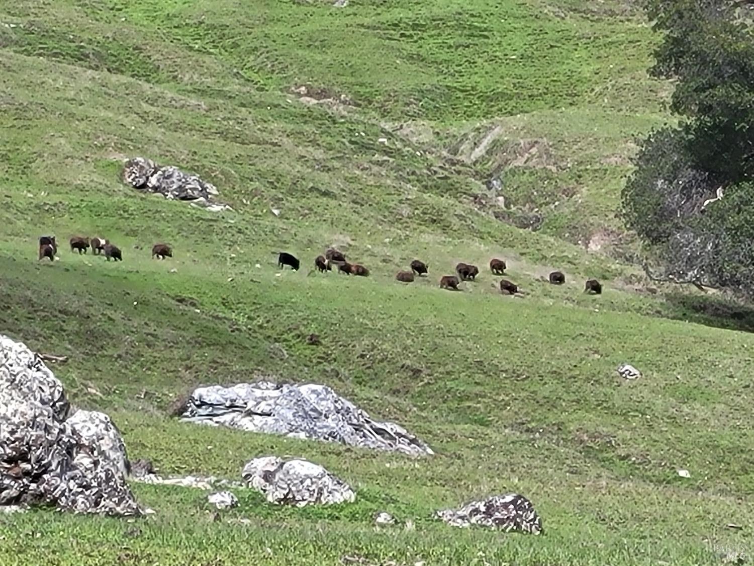 Detail Gallery Image 31 of 50 For 0 Covelo Rd, Willits,  CA 95490 - – Beds | – Baths