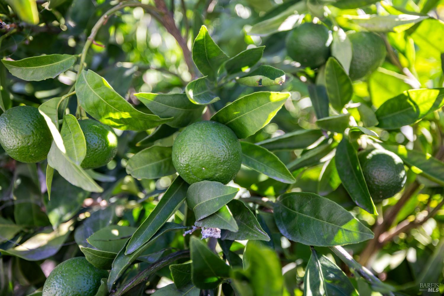 Detail Gallery Image 34 of 39 For 948 Brunello Dr, Santa Rosa,  CA 95407 - 4 Beds | 3 Baths
