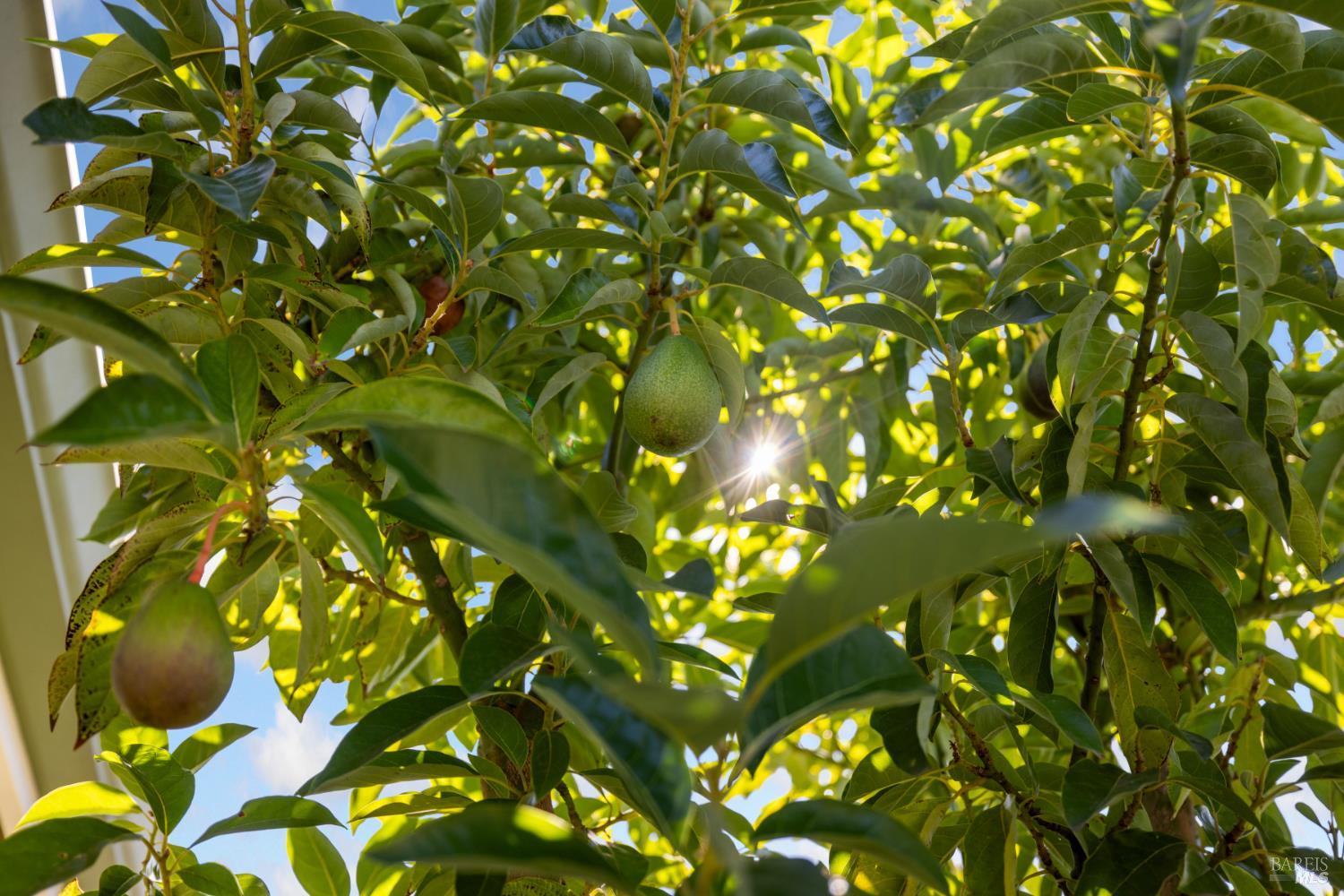 Detail Gallery Image 35 of 39 For 948 Brunello Dr, Santa Rosa,  CA 95407 - 4 Beds | 3 Baths