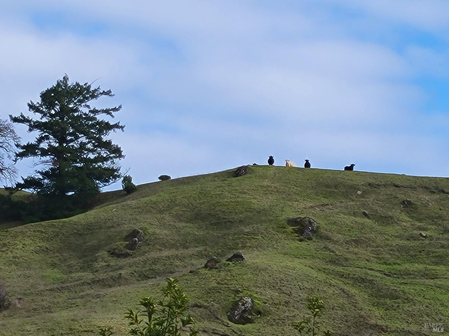 Detail Gallery Image 47 of 50 For 0 Covelo Rd, Willits,  CA 95490 - – Beds | – Baths