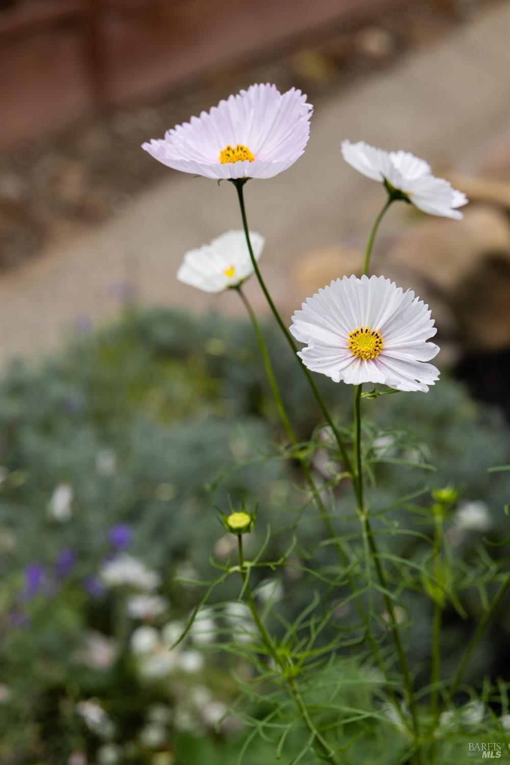Detail Gallery Image 30 of 36 For 2527 Vintage Ct, Napa,  CA 94558 - 4 Beds | 2/1 Baths