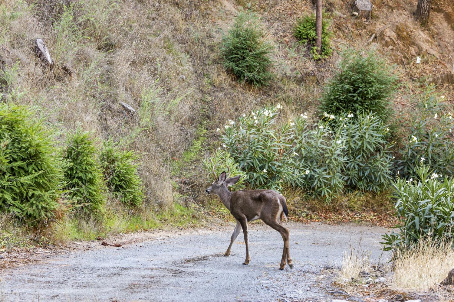 Detail Gallery Image 38 of 47 For 129 Piedmont Ct, Larkspur,  CA 94939 - 3 Beds | 2 Baths