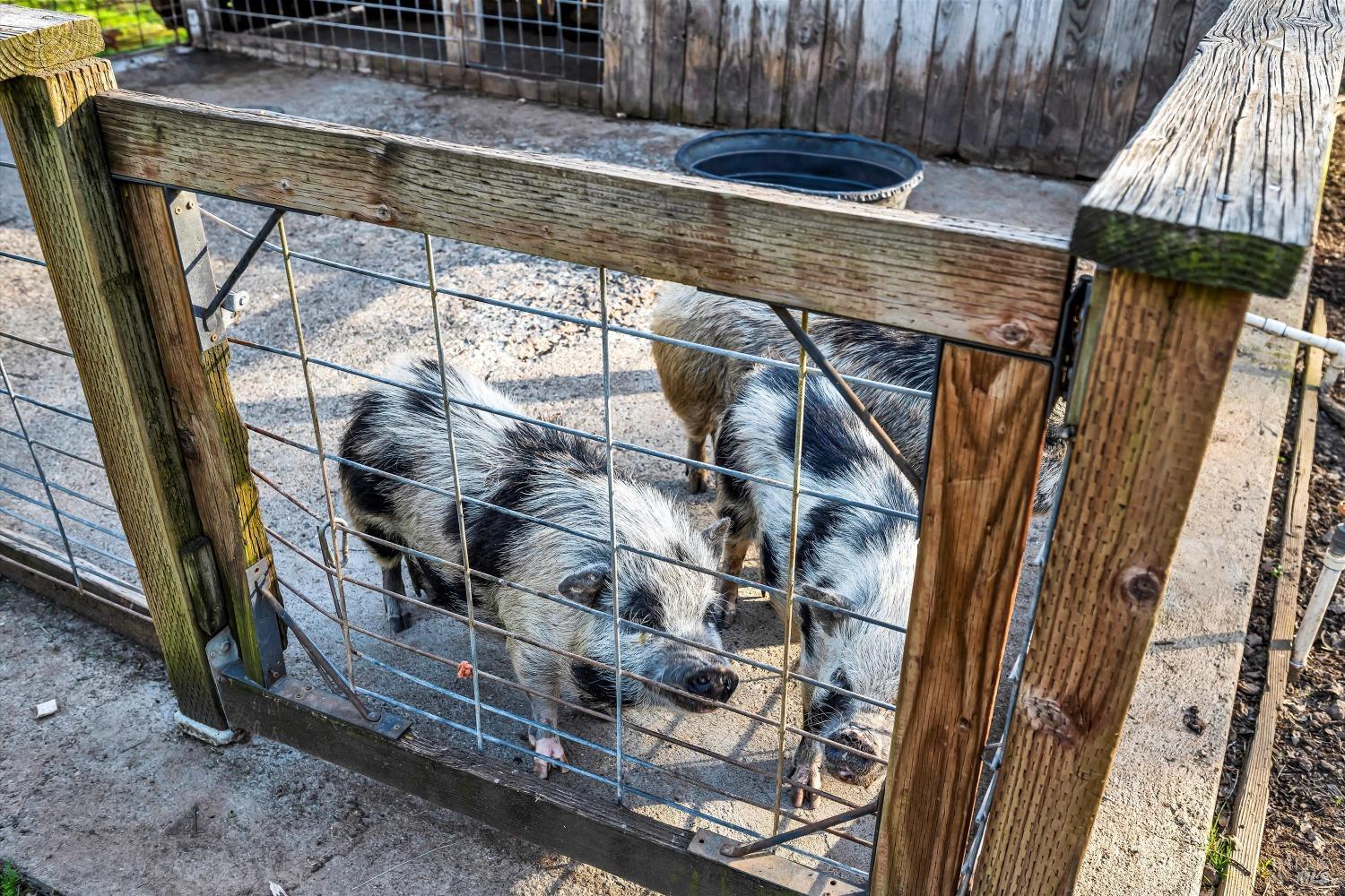 Detail Gallery Image 38 of 51 For 5963 Eickhoff Rd, Lakeport,  CA 95453 - 4 Beds | 2 Baths