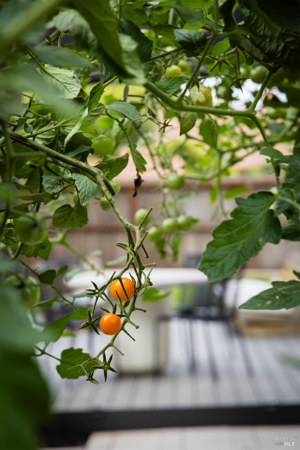 Detail Gallery Image 31 of 36 For 2527 Vintage Ct, Napa,  CA 94558 - 4 Beds | 2/1 Baths