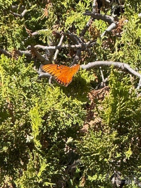 Detail Gallery Image 40 of 66 For 23 Valley View Ct, El Sobrante,  CA 94803 - 3 Beds | 2 Baths