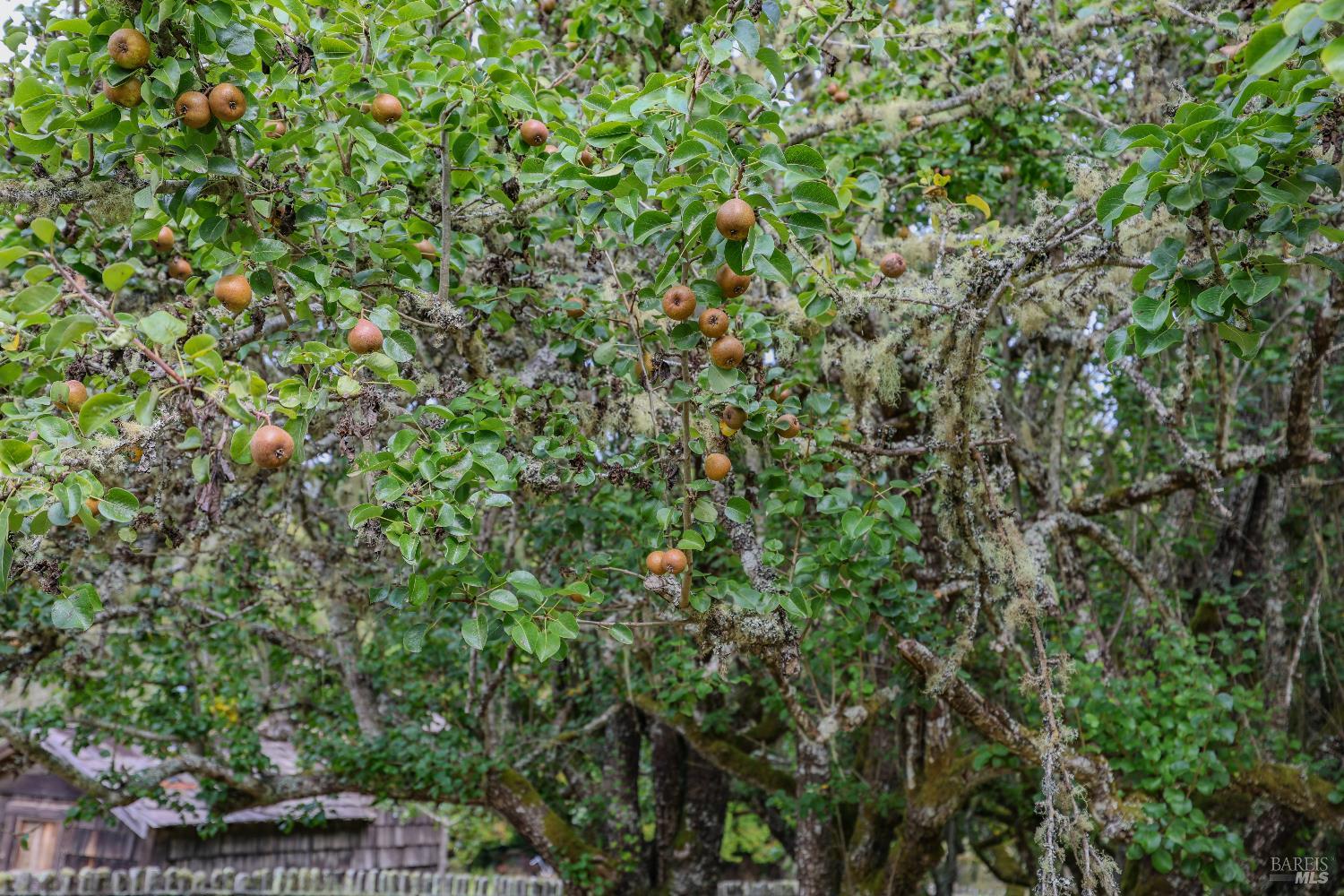 Detail Gallery Image 68 of 74 For 31600 Little Valley Rd, Fort Bragg,  CA 95437 - 3 Beds | 2 Baths