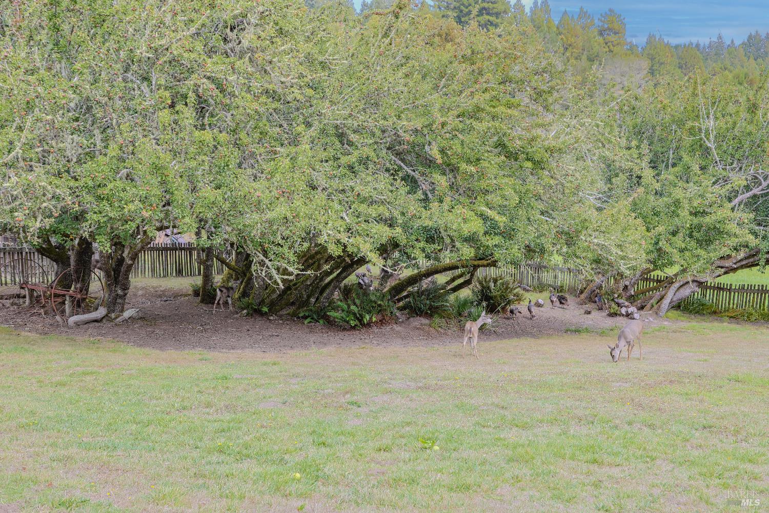 Detail Gallery Image 67 of 74 For 31600 Little Valley Rd, Fort Bragg,  CA 95437 - 3 Beds | 2 Baths