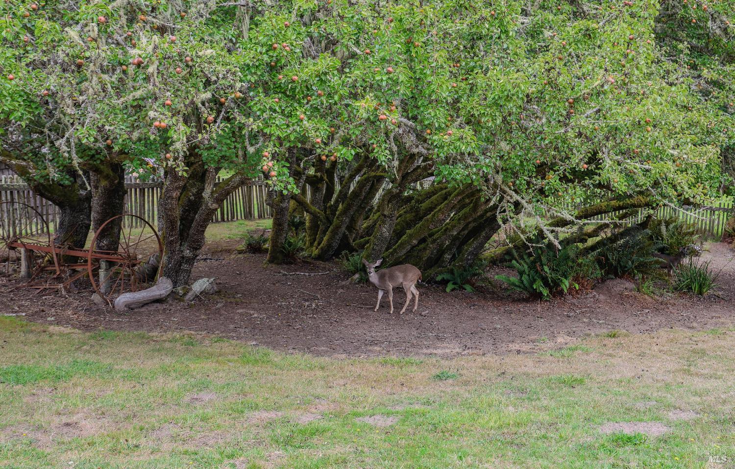 Detail Gallery Image 56 of 74 For 31600 Little Valley Rd, Fort Bragg,  CA 95437 - 3 Beds | 2 Baths