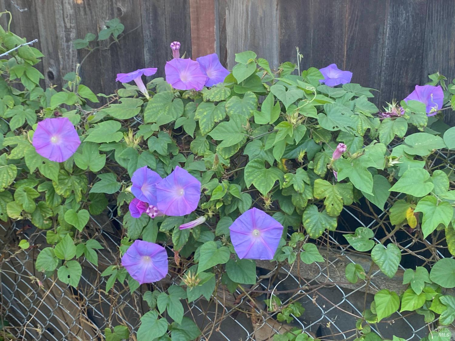 Detail Gallery Image 13 of 13 For 706 Anderson Way, Rio Vista,  CA 94571 - 3 Beds | 2 Baths