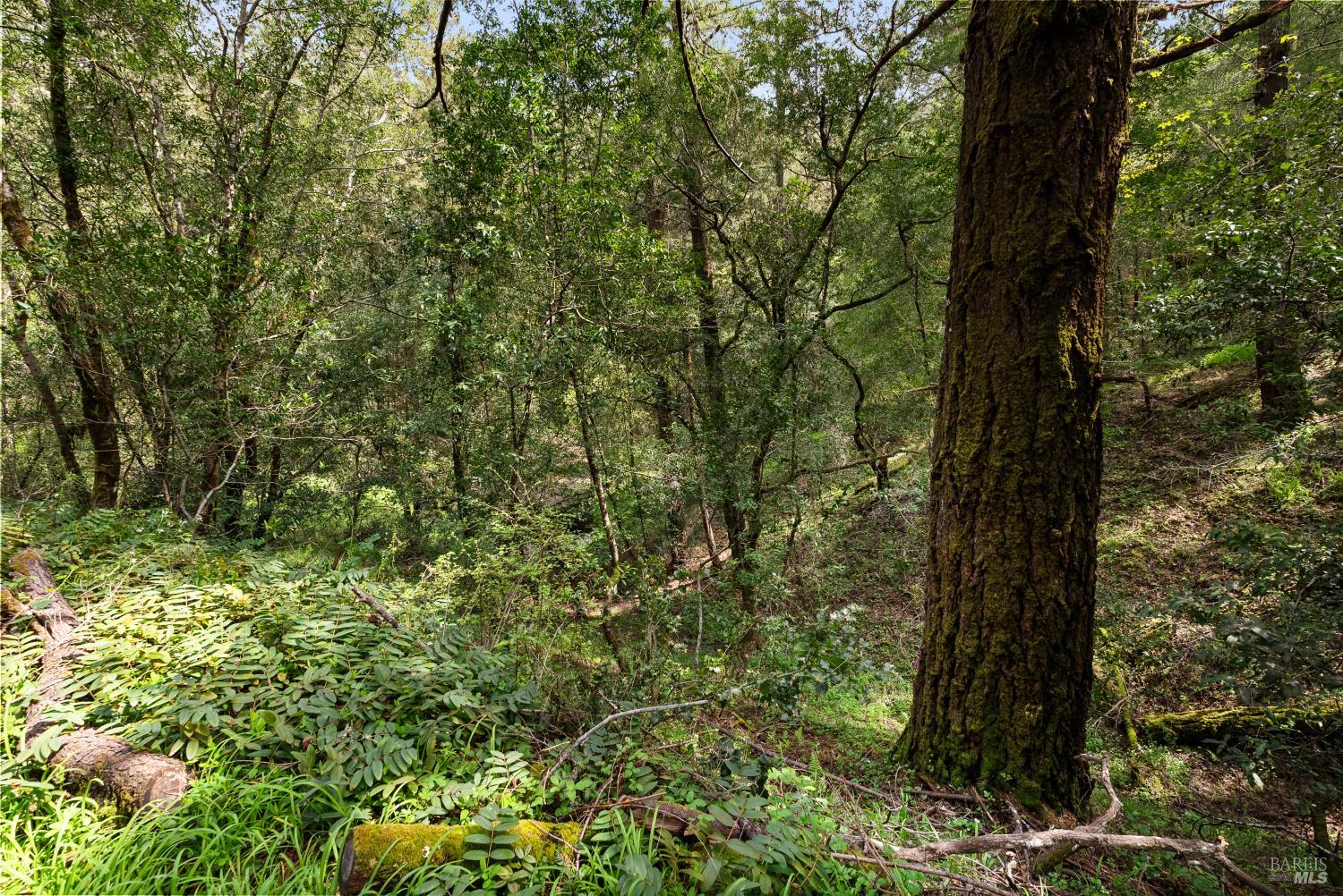 Detail Gallery Image 15 of 21 For 305 Resaca Ave, Forest Knolls,  CA 94133 - – Beds | – Baths