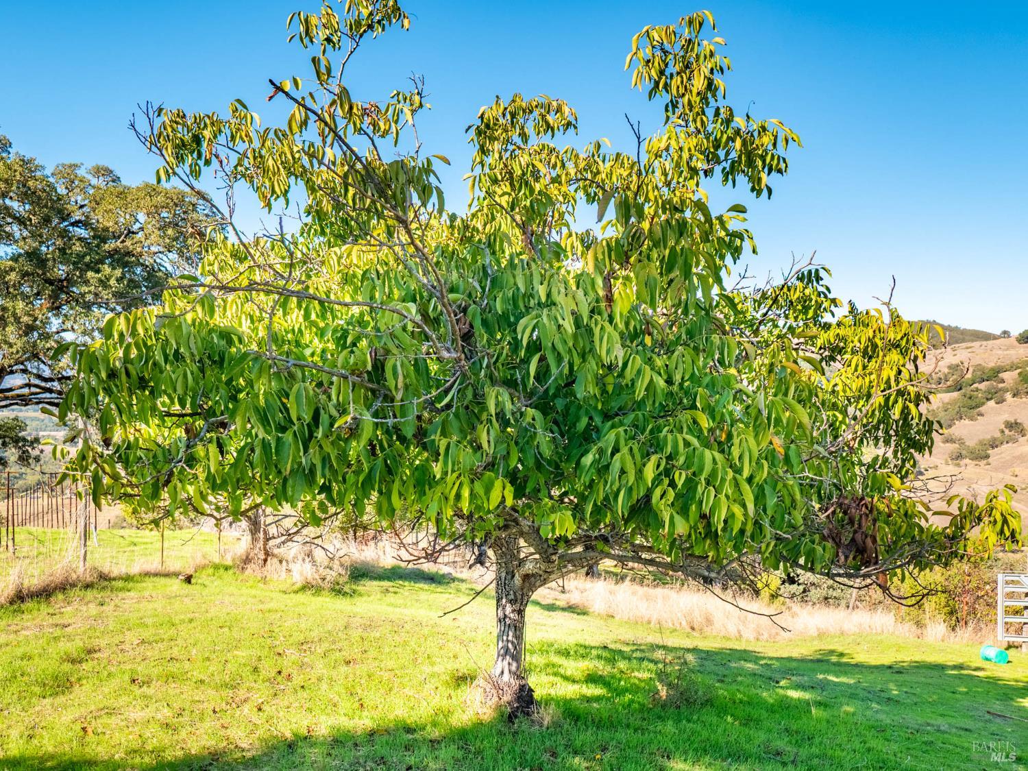Detail Gallery Image 67 of 70 For 5430 Black Bart Trl, Redwood Valley,  CA 95470 - 3 Beds | 2 Baths