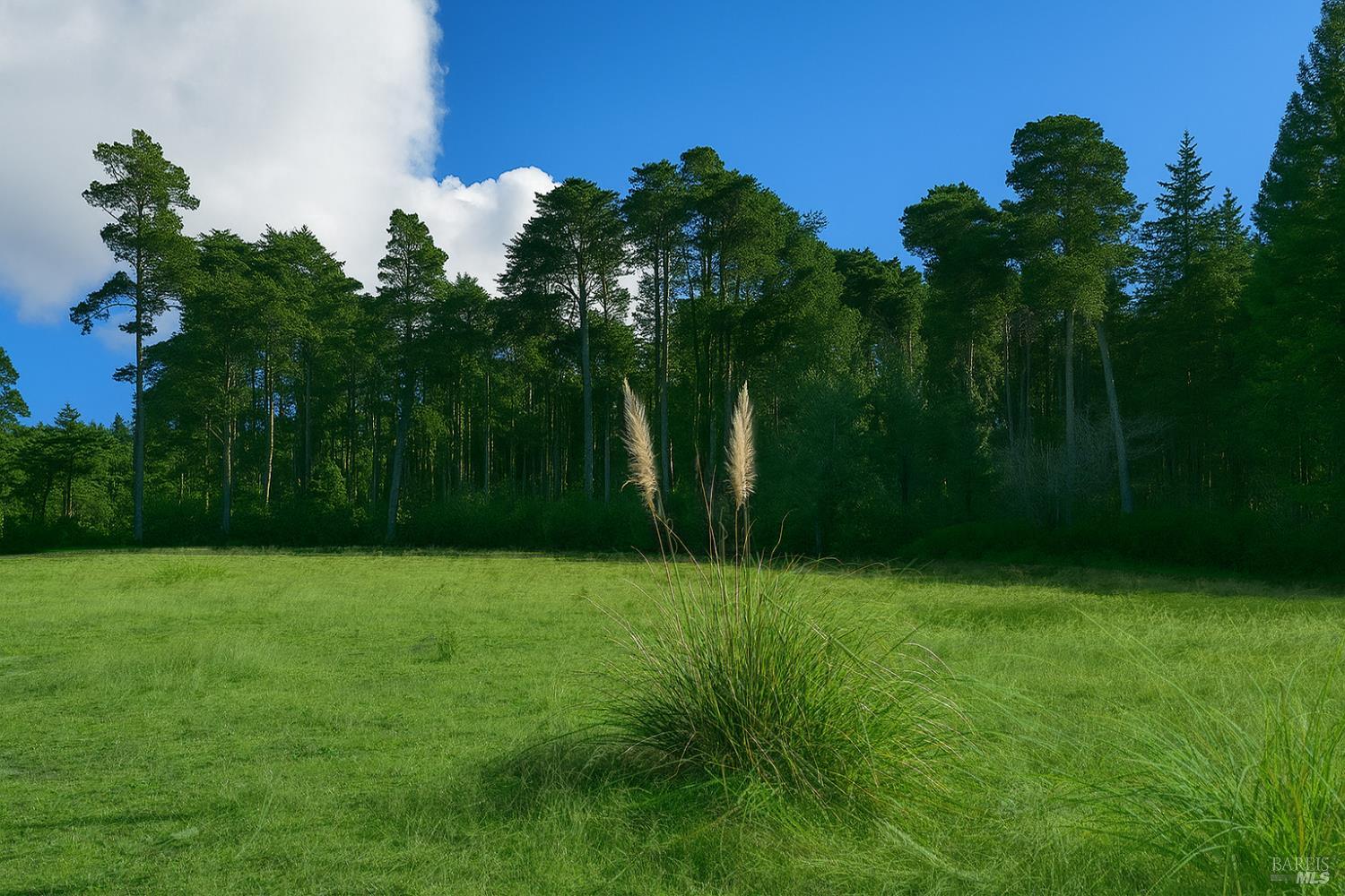 Detail Gallery Image 11 of 19 For Address Is Not Disclosed, Mendocino,  CA 95460 - – Beds | – Baths