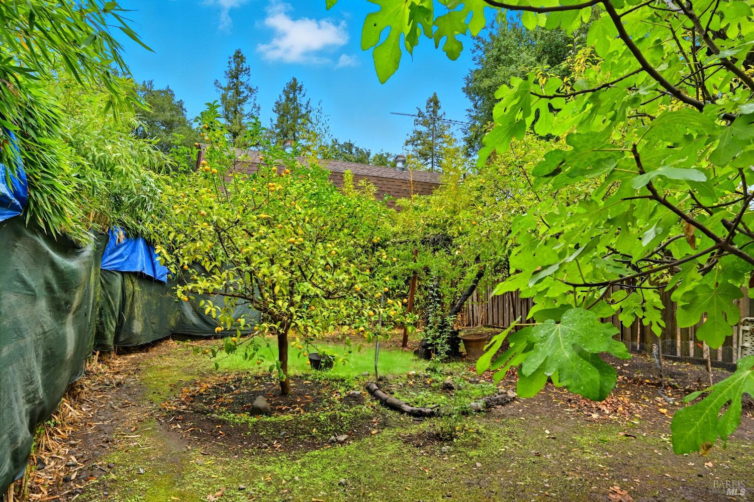 Detail Gallery Image 10 of 31 For 721 Grove St, Sonoma,  CA 95476 - – Beds | – Baths