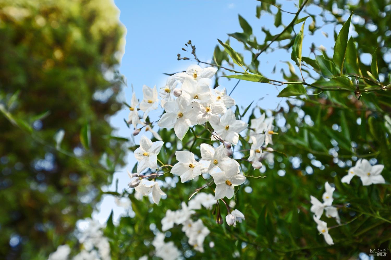 Detail Gallery Image 41 of 48 For 1124 Sunnyslope Dr, Santa Rosa,  CA 95404 - 4 Beds | 2 Baths