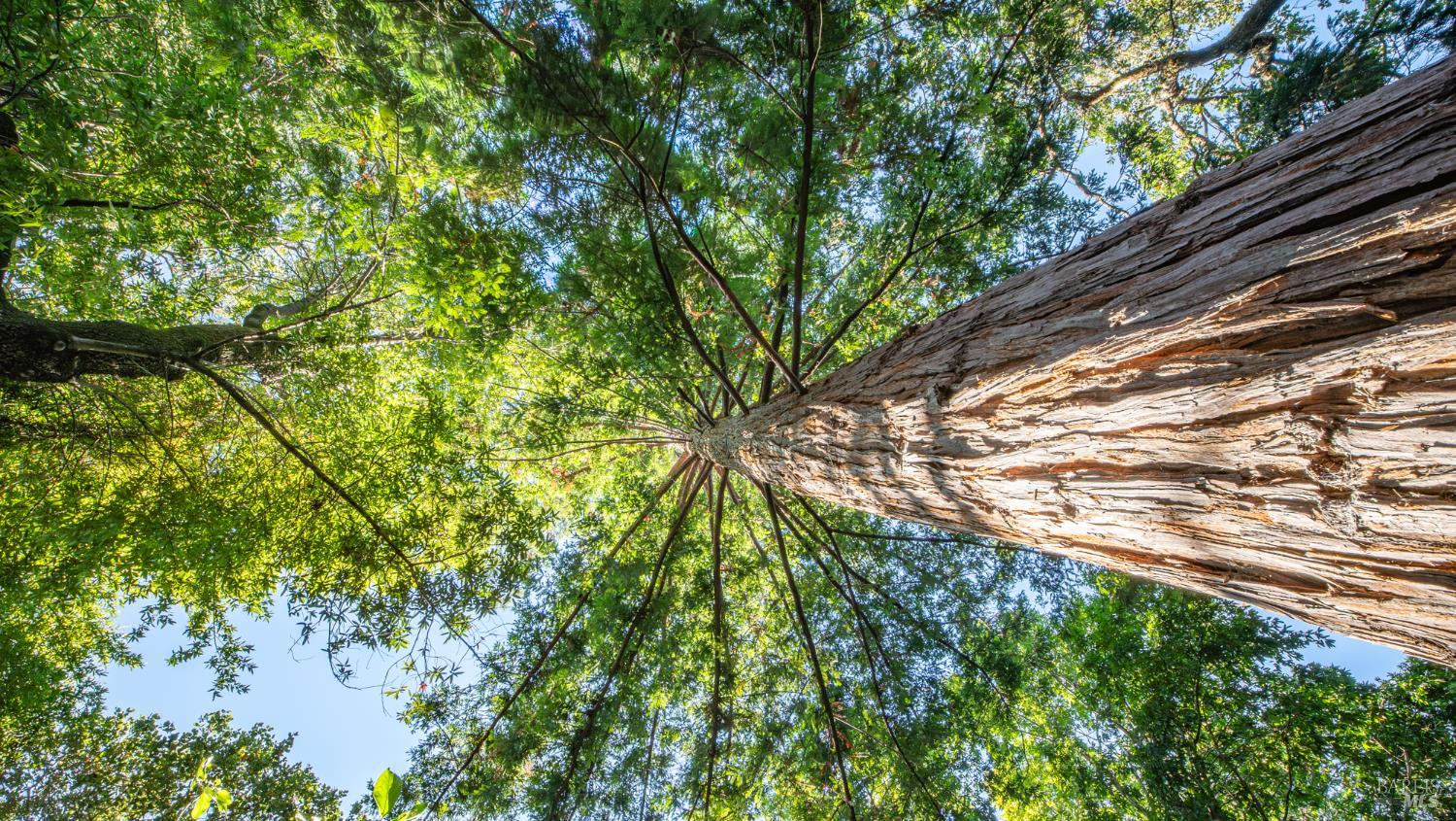 Detail Gallery Image 60 of 77 For 150 Bungalow Ave, San Rafael,  CA 94901 - 4 Beds | 2 Baths