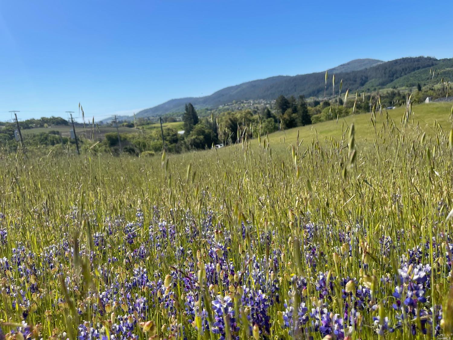 Detail Gallery Image 8 of 17 For 864 Los Alamos Rd, Santa Rosa,  CA 95409 - – Beds | – Baths