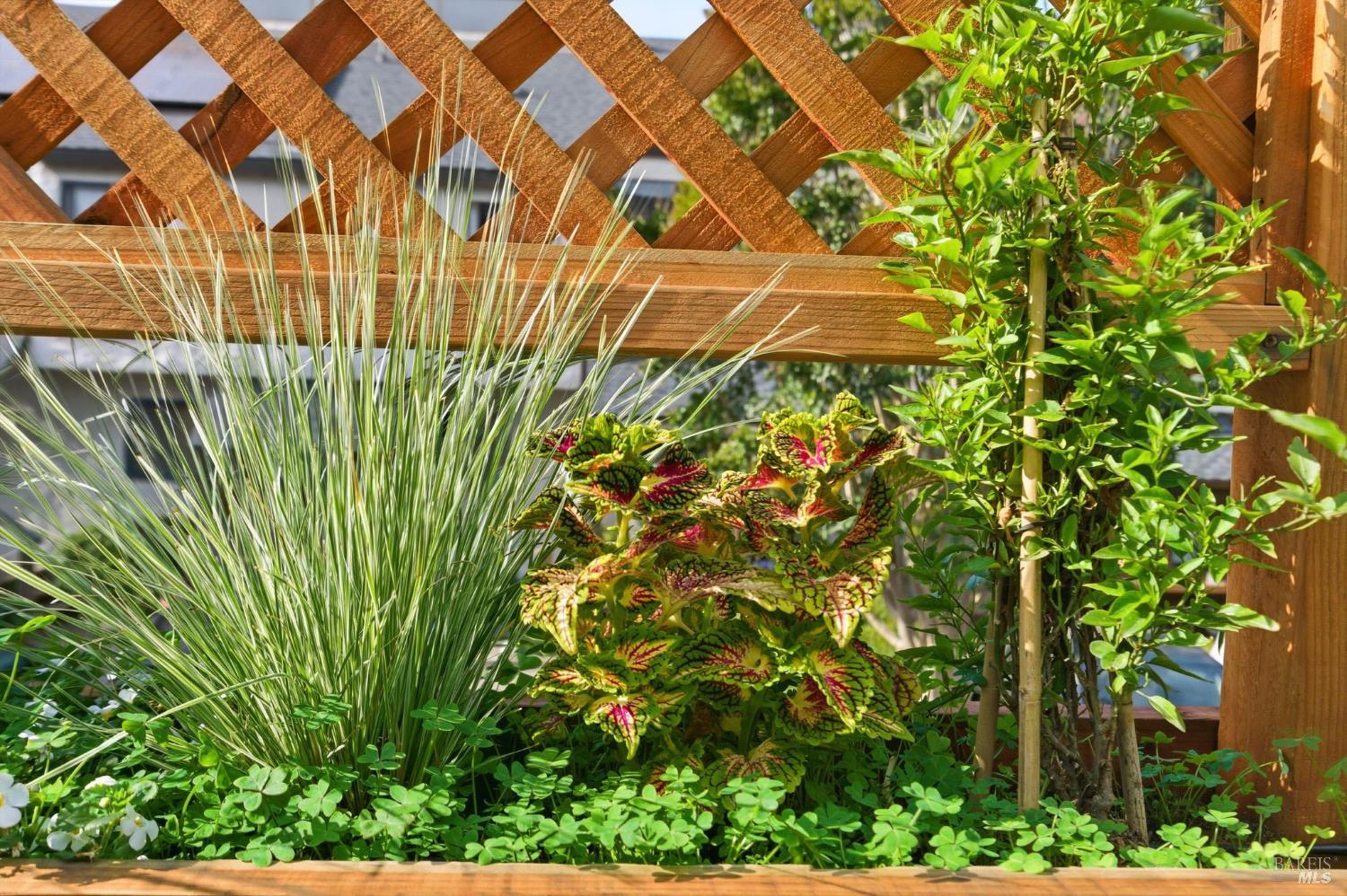 Detail Gallery Image 16 of 47 For 52 Park Ter, Mill Valley,  CA 94941 - 2 Beds | 1/1 Baths