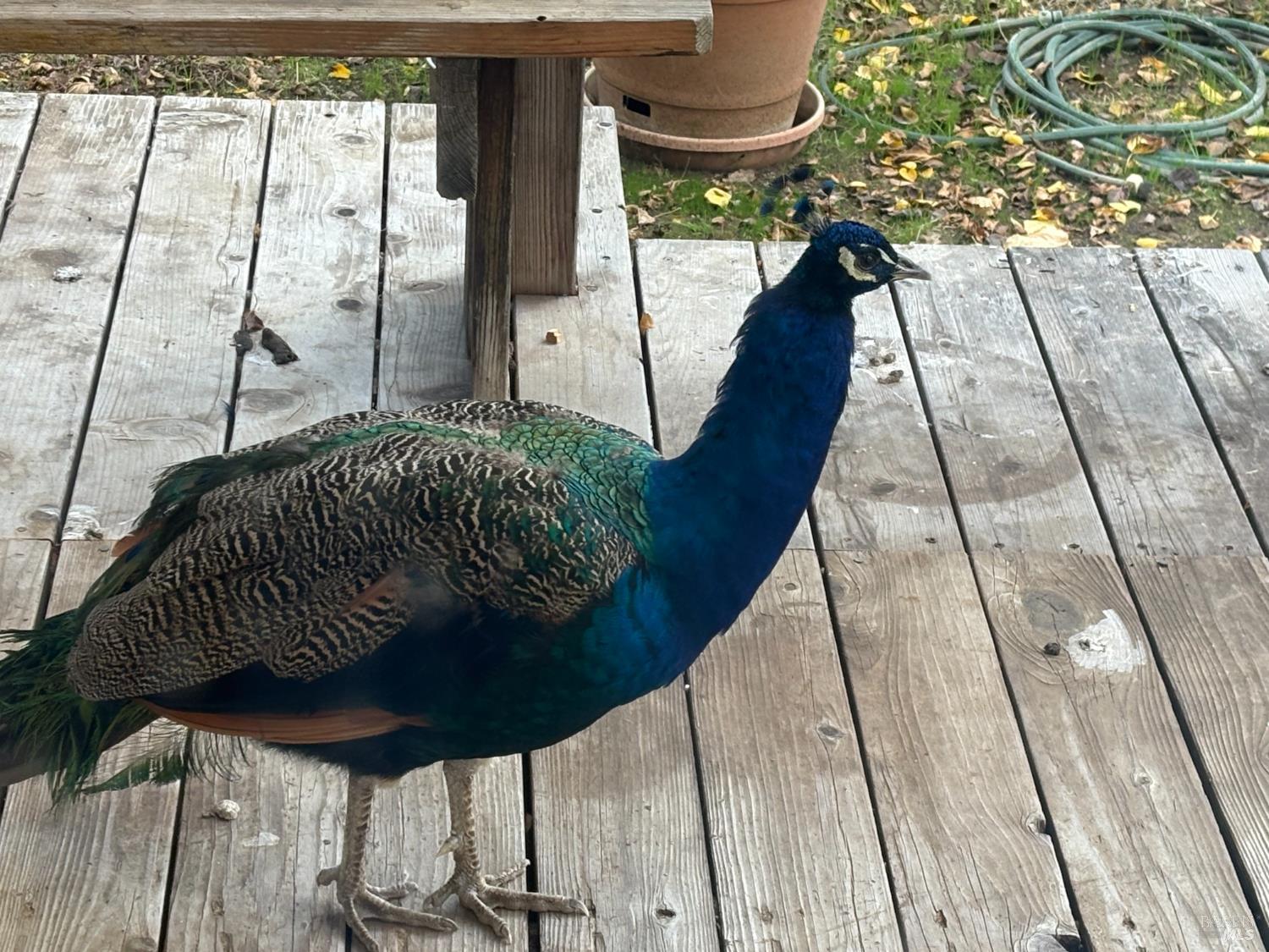 Detail Gallery Image 24 of 24 For 4555 Robinson Rd, Vacaville,  CA 95688 - 2 Beds | 2 Baths