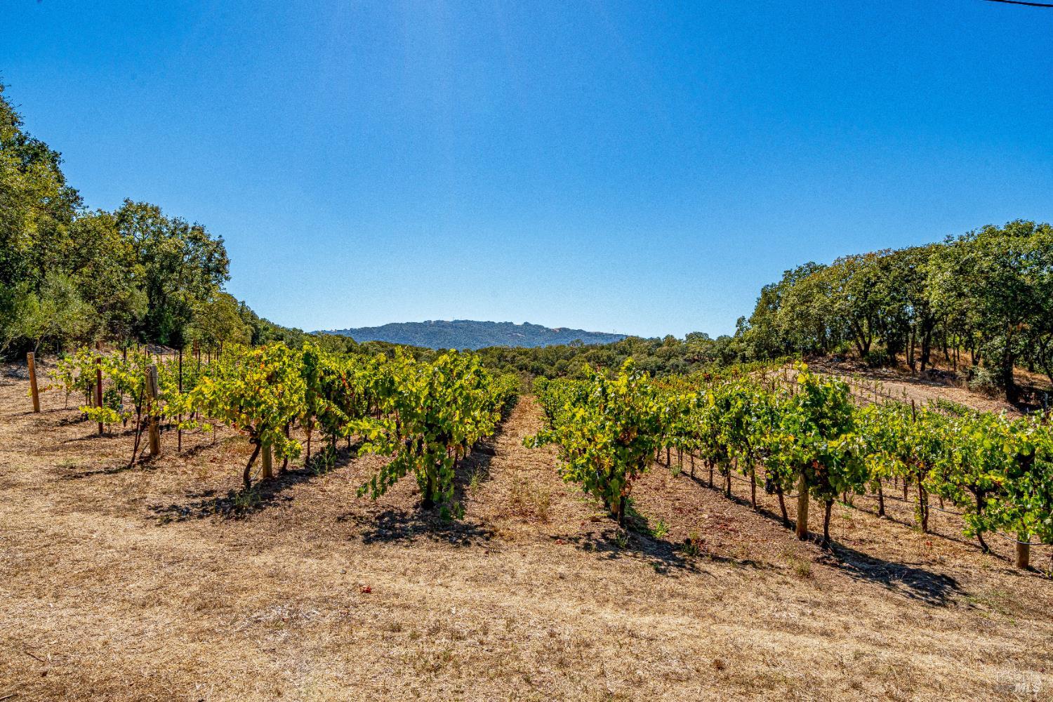 Detail Gallery Image 63 of 75 For 1790 Warm Springs Rd, Glen Ellen,  CA 95442 - 3 Beds | 3/1 Baths