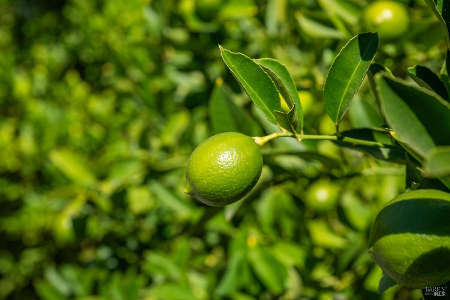 Detail Gallery Image 45 of 54 For 709 W 8th St, Santa Rosa,  CA 95401 - 3 Beds | 2 Baths