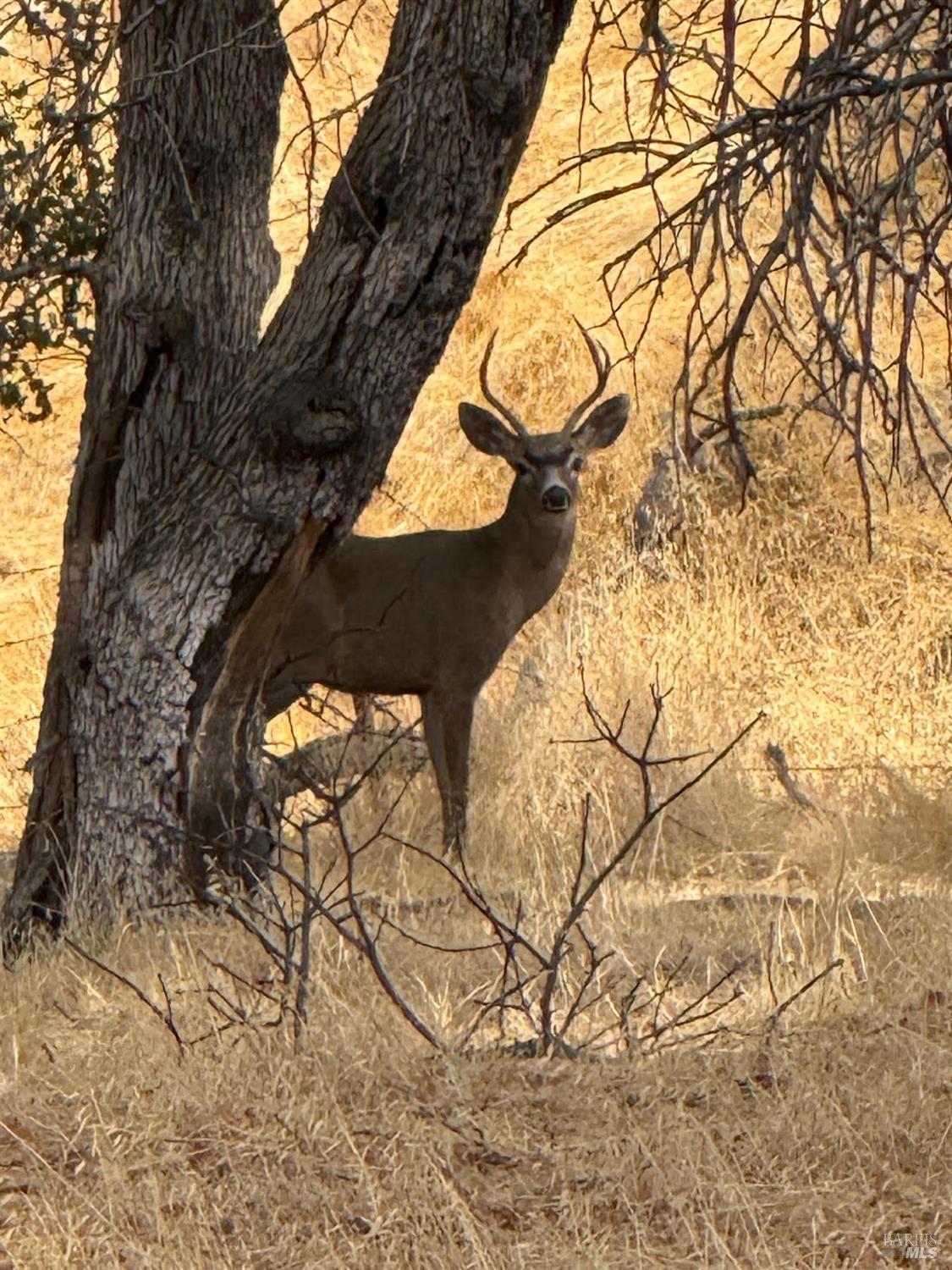 Detail Gallery Image 8 of 10 For 3745 Wild Oak Trl, Vacaville,  CA 95688 - – Beds | – Baths