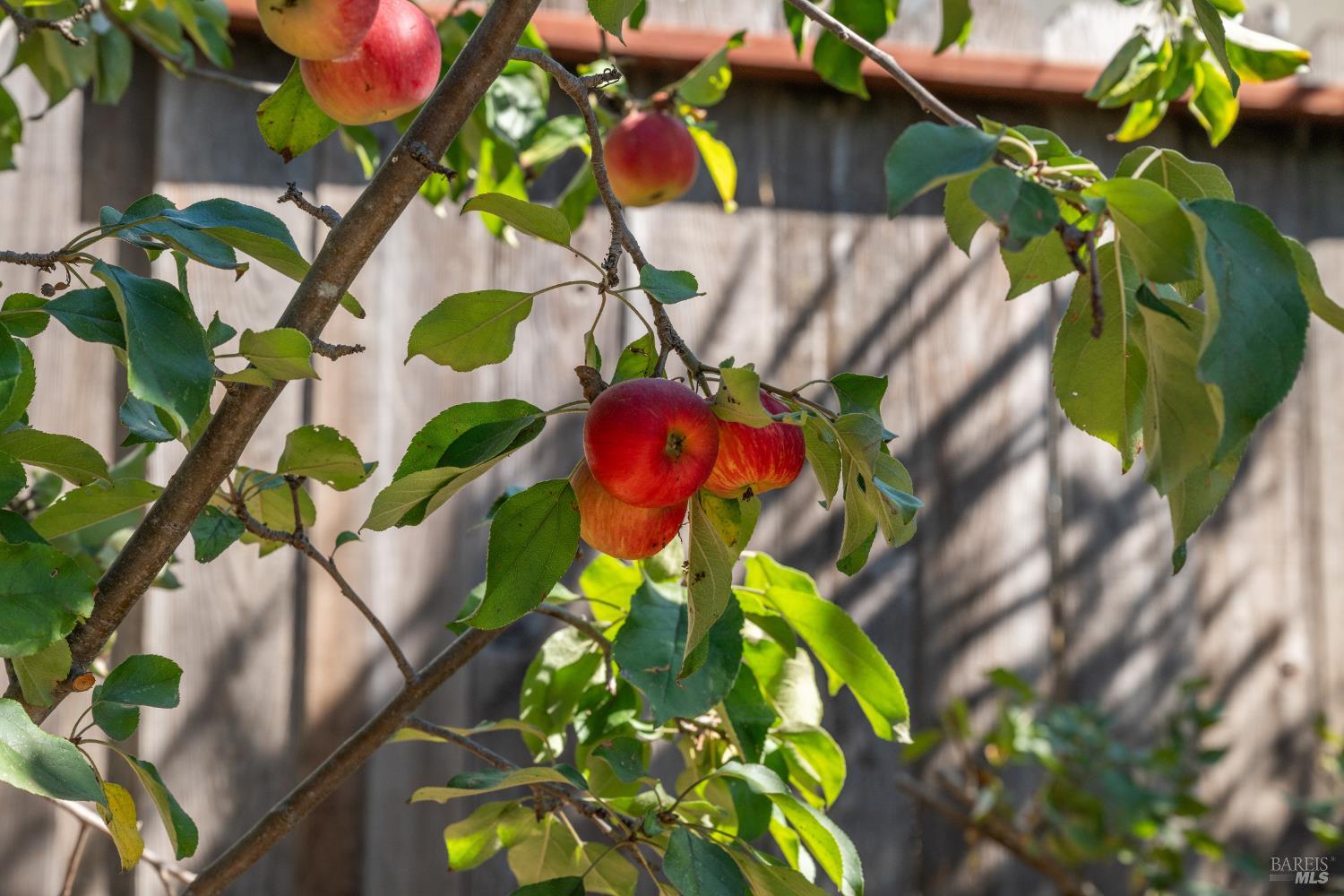 Detail Gallery Image 39 of 54 For 709 W 8th St, Santa Rosa,  CA 95401 - 3 Beds | 2 Baths