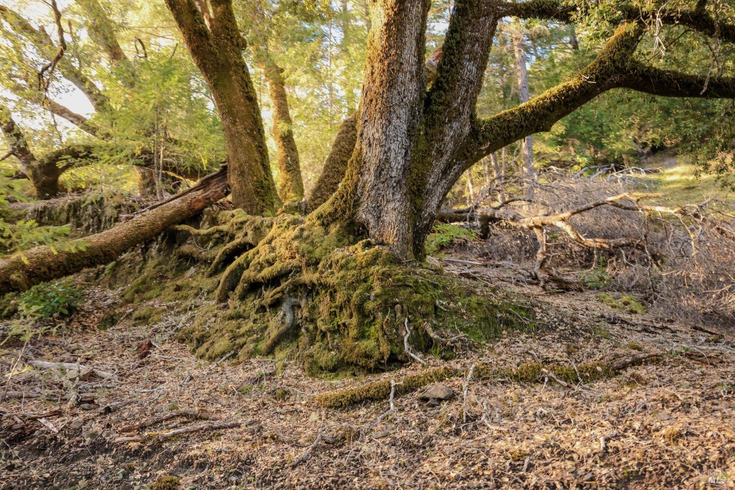 Detail Gallery Image 61 of 84 For 19801 Kelly Rd, Geyserville,  CA 95441 - 2 Beds | 3 Baths