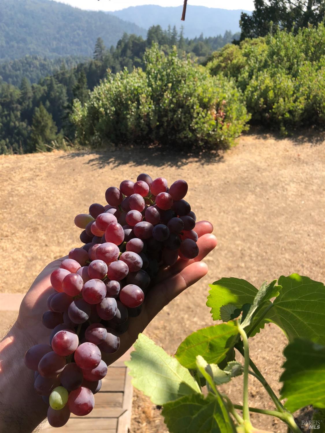 Detail Gallery Image 12 of 84 For 19801 Kelly Rd, Geyserville,  CA 95441 - 2 Beds | 3 Baths