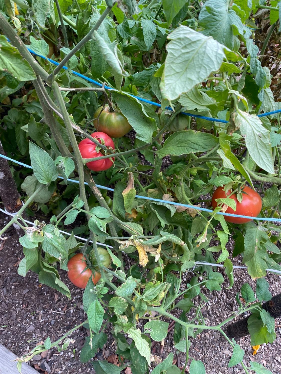 Detail Gallery Image 74 of 84 For 19801 Kelly Rd, Geyserville,  CA 95441 - 2 Beds | 3 Baths