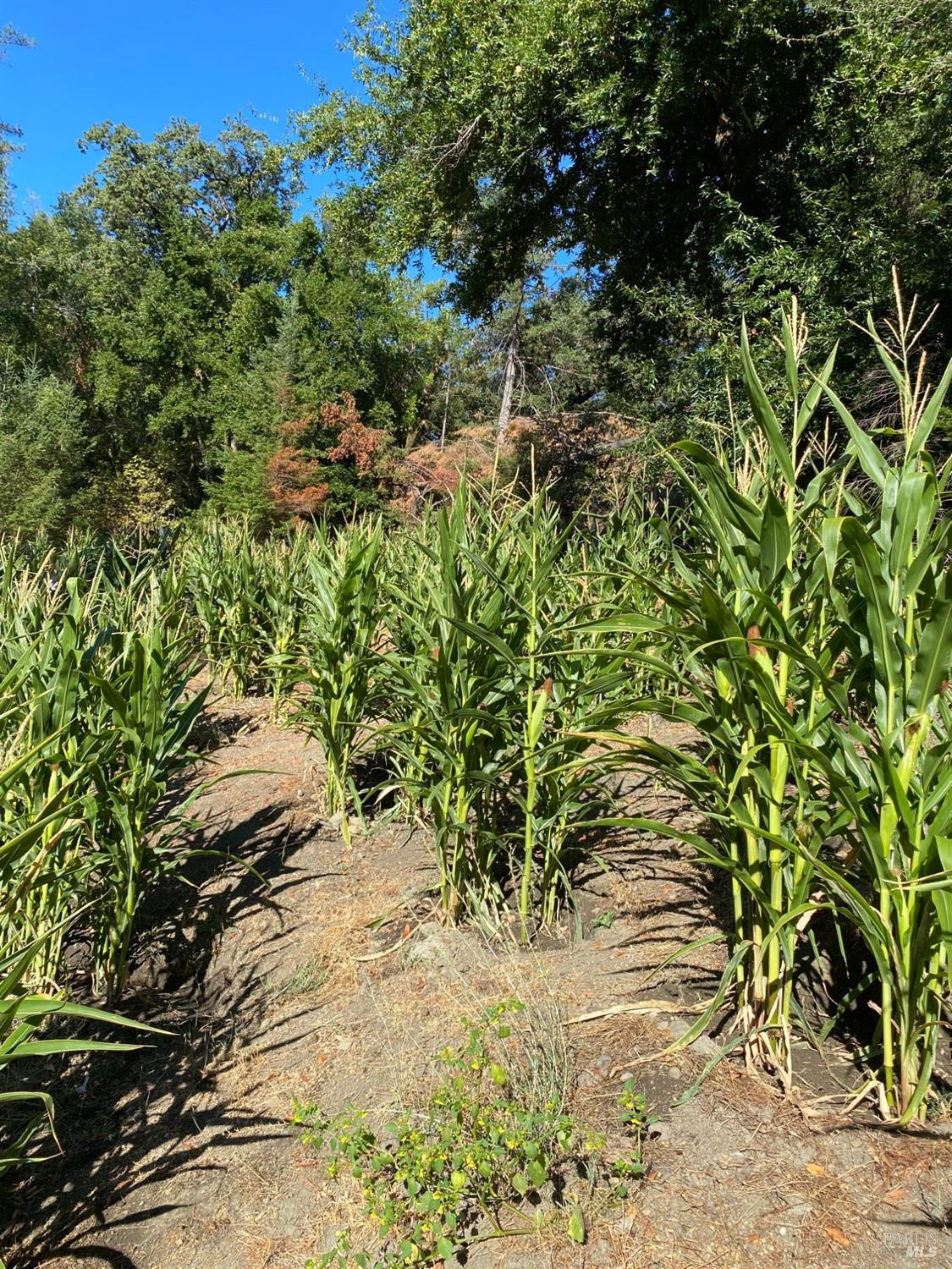Detail Gallery Image 21 of 84 For 19801 Kelly Rd, Geyserville,  CA 95441 - 2 Beds | 3 Baths
