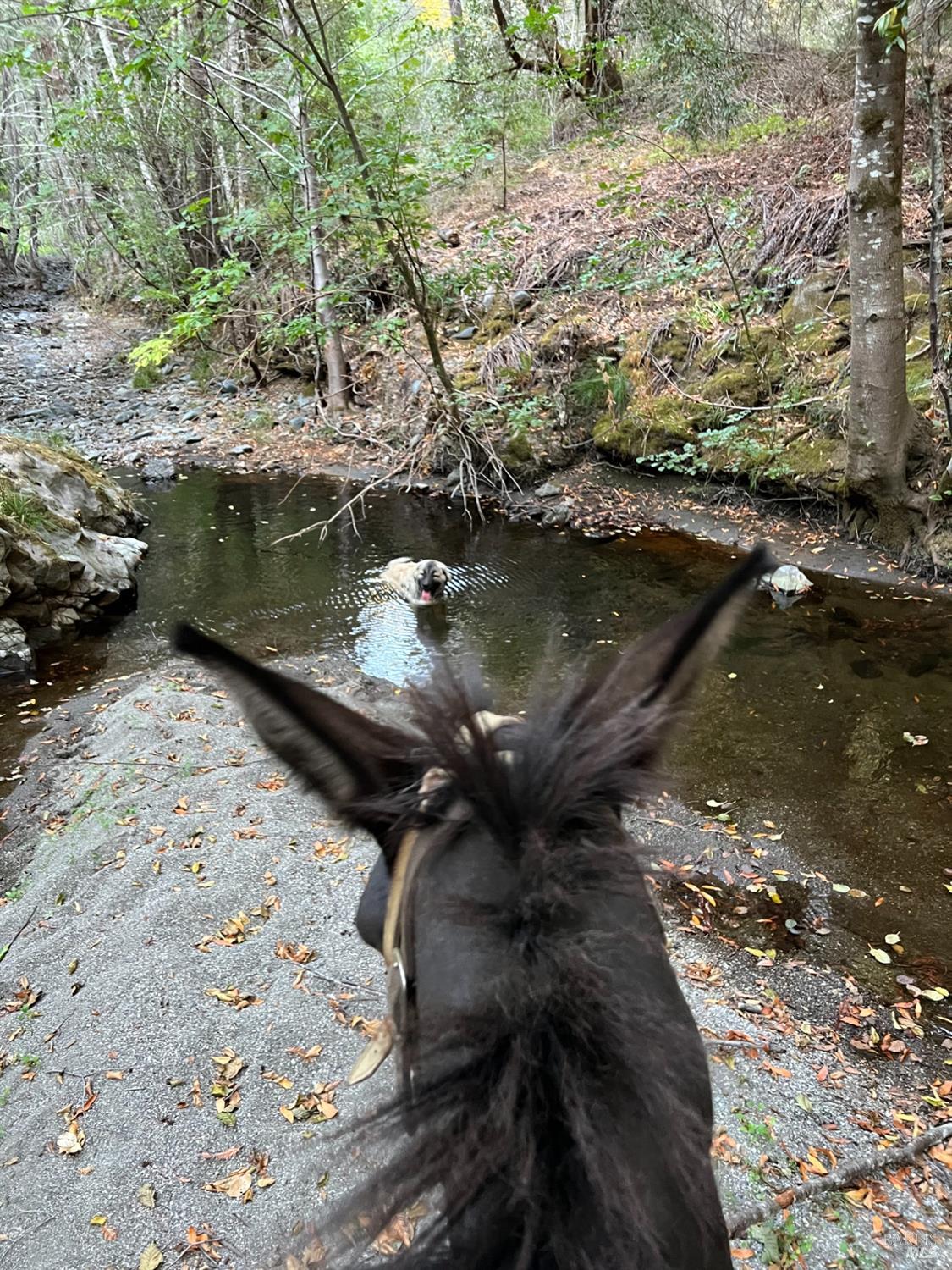 Detail Gallery Image 79 of 84 For 19801 Kelly Rd, Geyserville,  CA 95441 - 2 Beds | 3 Baths