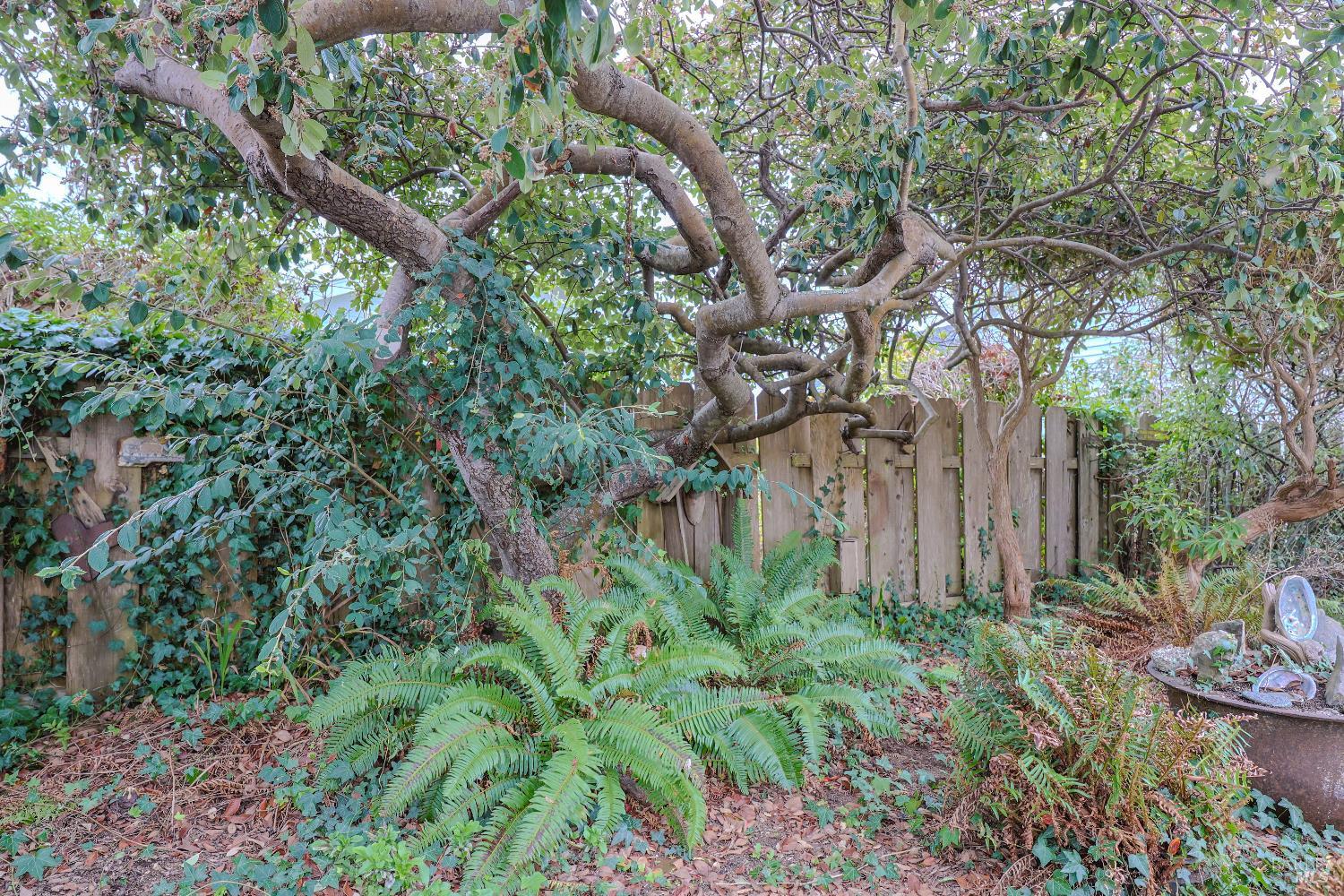 Detail Gallery Image 35 of 43 For 826 Cedar St, Fort Bragg,  CA 95437 - 2 Beds | 1 Baths