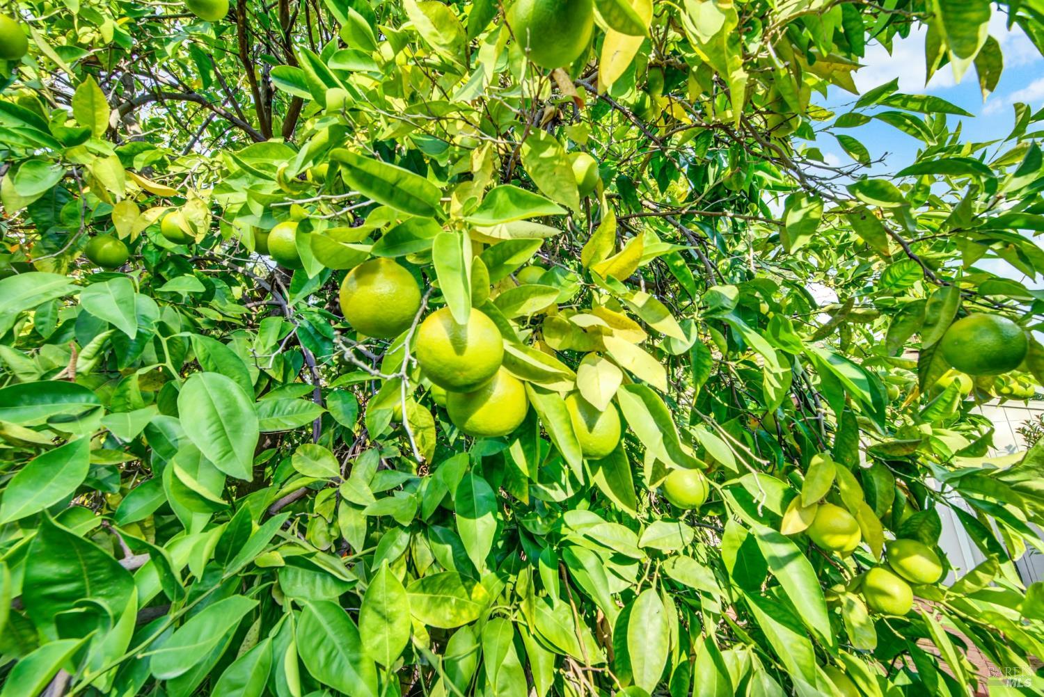 Detail Gallery Image 70 of 79 For 689 W C St, Dixon,  CA 95620 - 3 Beds | 3 Baths