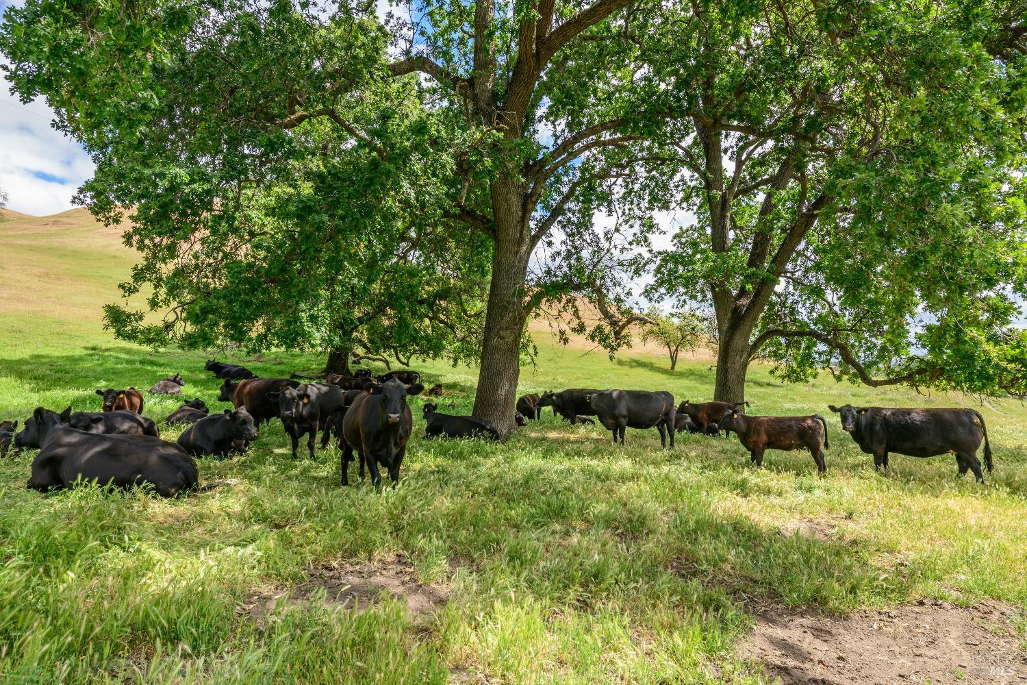 Detail Gallery Image 2 of 10 For 0 Gibson Canyon Rd, Vacaville,  CA 95688 - – Beds | – Baths