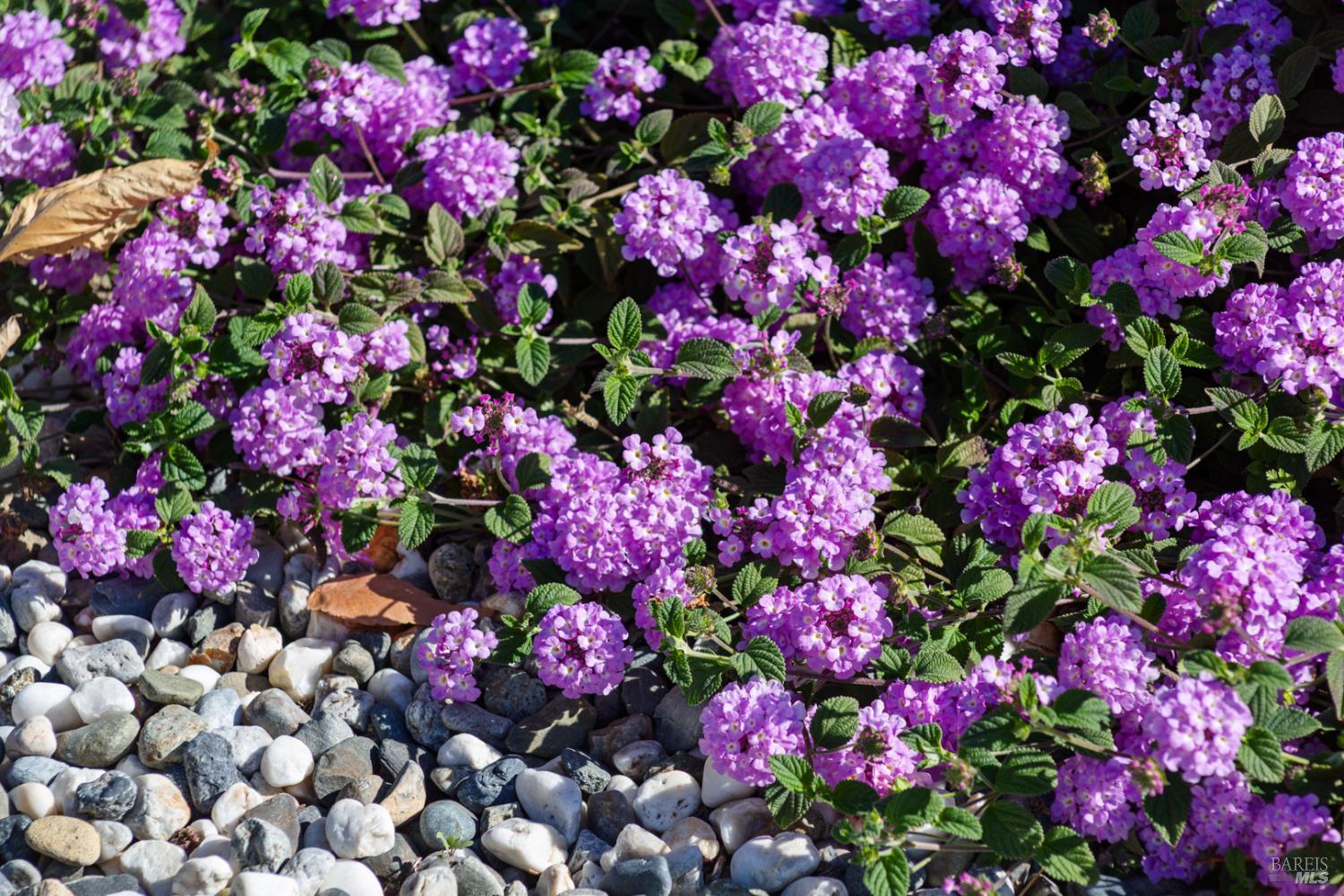 Detail Gallery Image 22 of 22 For 1121 N P St, Livermore,  CA 94551 - 3 Beds | 2 Baths