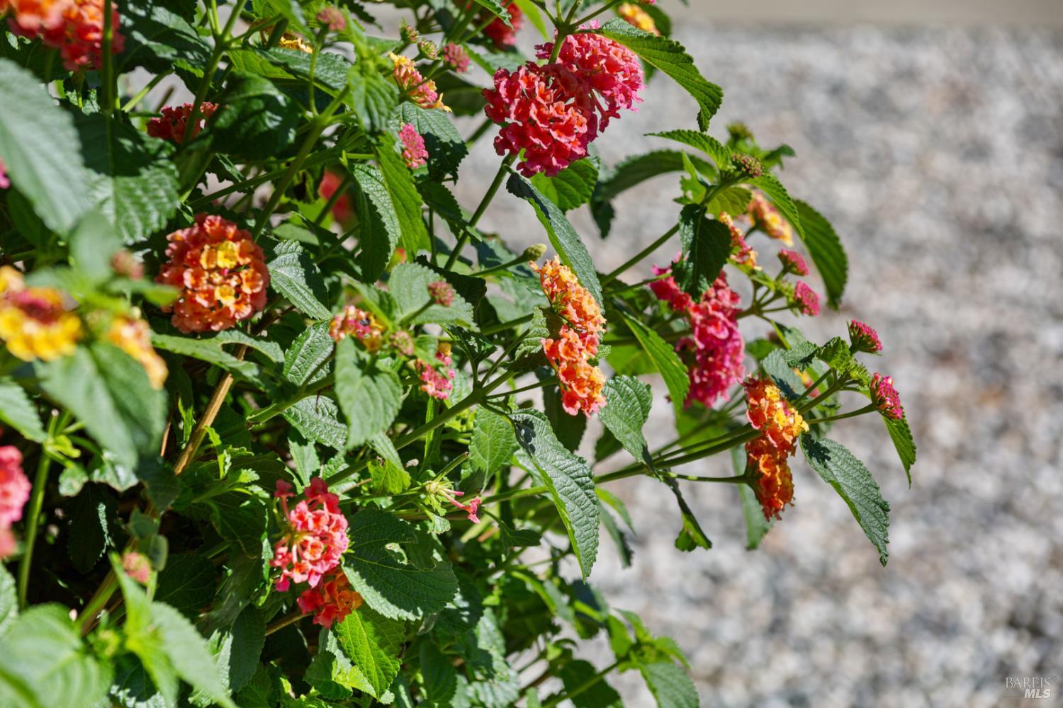 Detail Gallery Image 21 of 22 For 1121 N P St, Livermore,  CA 94551 - 3 Beds | 2 Baths