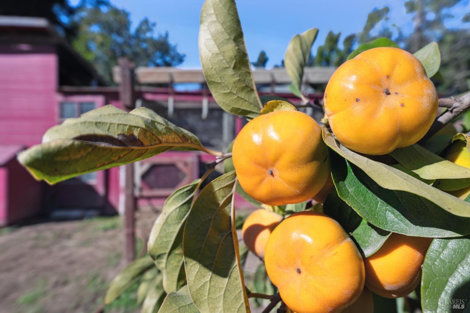 Detail Gallery Image 59 of 66 For 497 Pleasant Hill Rd, Sebastopol,  CA 95472 - 3 Beds | 2/1 Baths